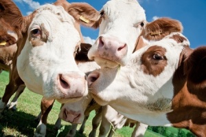 happy alkaline cows